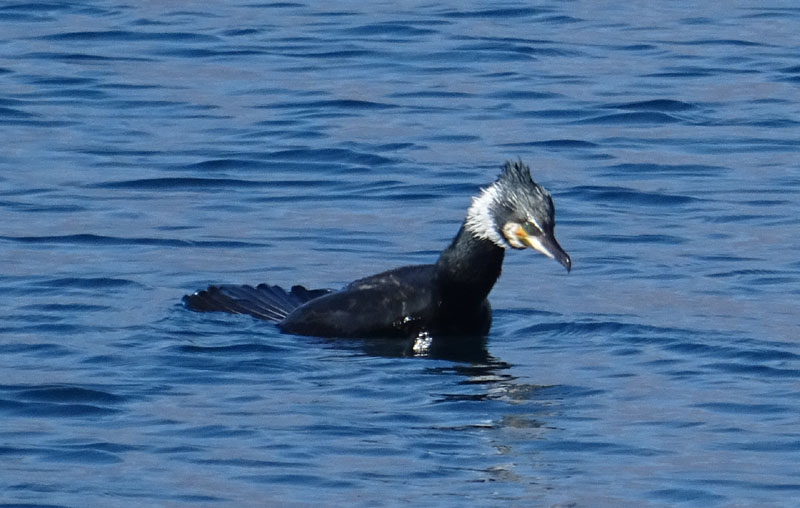 Phalacrocorax carbo (Cormorano)